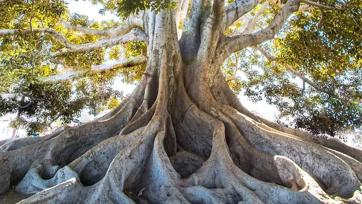 The Root of the Problem